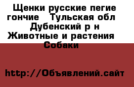 Щенки русские пегие гончие - Тульская обл., Дубенский р-н Животные и растения » Собаки   